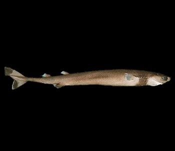 Cookie Cutter Shark Facts | Cookie Cutter Shark Habitat & Diet