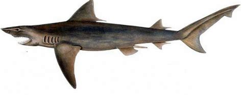 In the Rivers and Lakes: An Overview of the Freshwater Sharks | HubPages