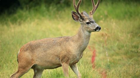 Iowa DNR reminds hunters to practice hunting safety as shotgun deer ...