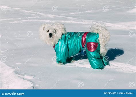 Portrait of Cute Dog Wearing a Winter Coat on a Snow Stock Image ...