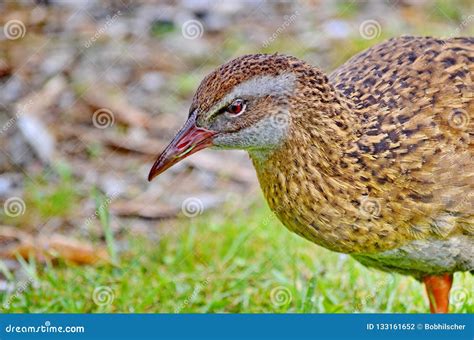 Weka stock photo. Image of swamphen, travel, wildlife - 133161652