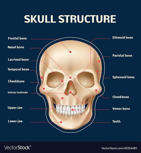 Human skull anatomy realistic head and face Vector Image
