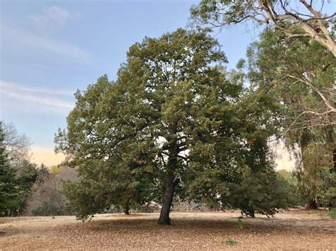 Quercus cerris, Turkey oak | Trees of Stanford & Environs