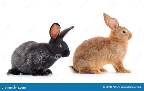 Two rabbits isolated stock photo. Image of cute, close - 209157016