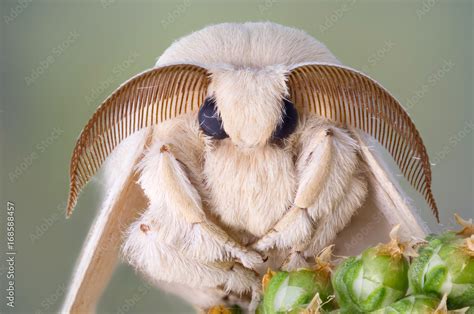 Silk moth portrait. White fur and large antennas. Stock-Foto | Adobe Stock