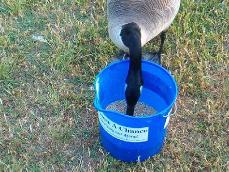 A Canada Goose stealing food out of my feed bucket behind my back at ...