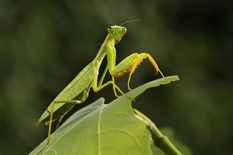 19 Meanings When You See a Praying Mantis