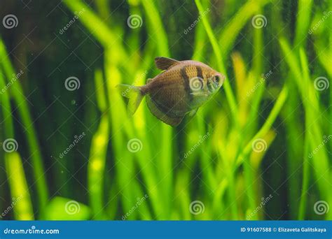 Small Brown Fish in the Aquarium Stock Photo - Image of ...