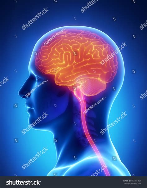 Brain And Spinal Cord Anatomy - Cross Section Stock Photo 103381451 : Shutterstock