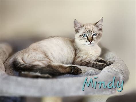 Mindy – Female DSH Lynx Point Siamese 15 Weeks – Foreclosed Upon Pets, Inc.