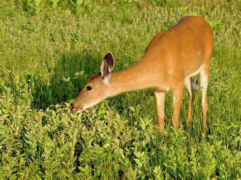 Female Deer Eating by John Radosevich