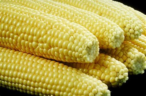 Sweet corn - Wikipedia