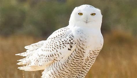 Snowy owls put on a show - The Martha's Vineyard Times