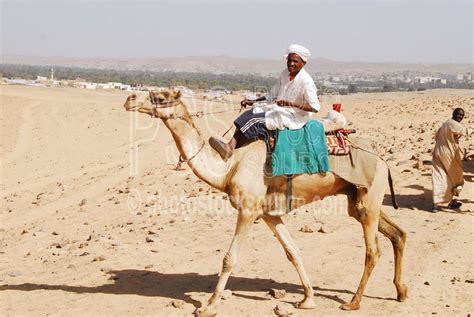 Photo of Camel Rider Crossing Desert by Photo Stock Source - people, , Aswan, Egypt, camel,man ...