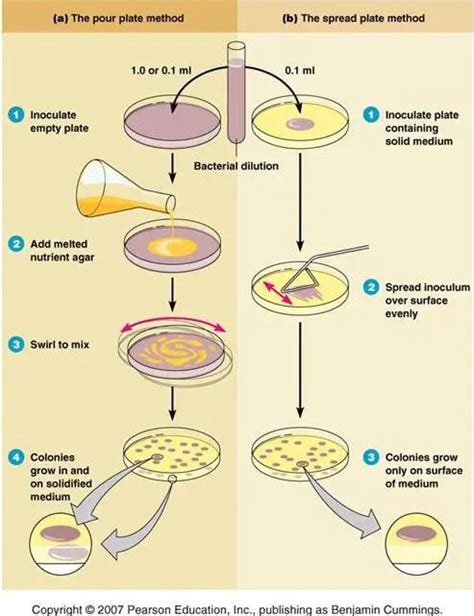 Pour Plate Method: Procedure, Uses, (Dis) Advantages • Microbe Online