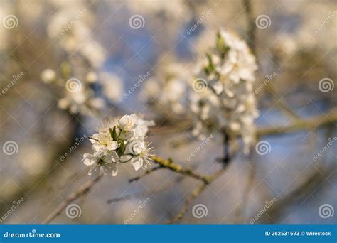 Blossoms on a European Dwarf Cherry Tree Stock Image - Image of branch ...