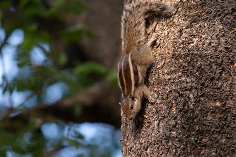 "Indian Squirrel" Images – Browse 306 Stock Photos, Vectors, and Video | Adobe Stock