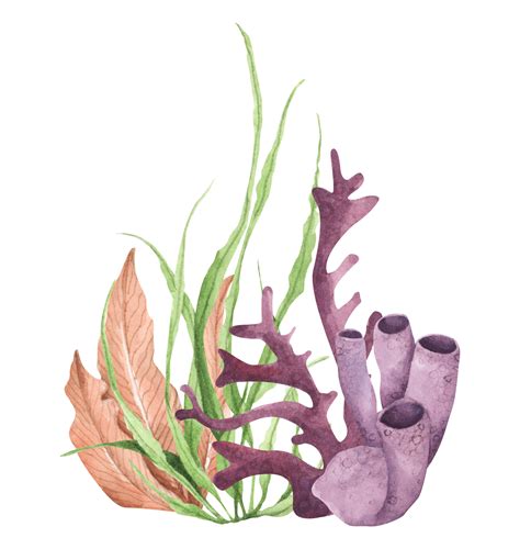 Seaweeds. Underwater ocean plants, sea coral elements. Watercolor illustration. 11286664 PNG