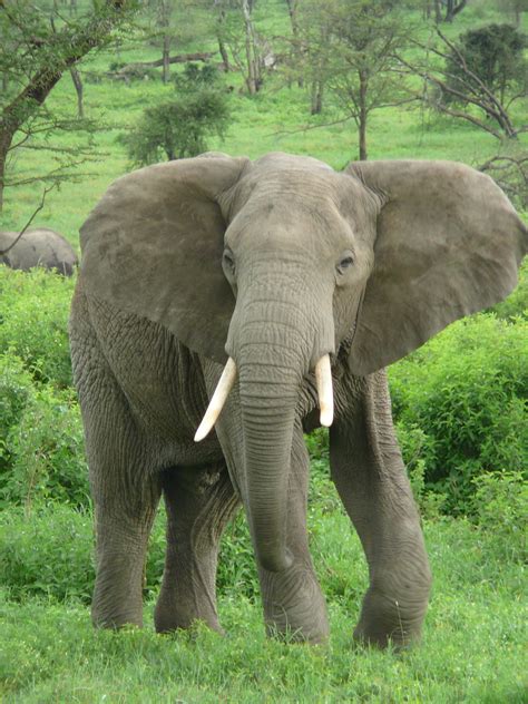 Elephant - Animals Photo (13168524) - Fanpop