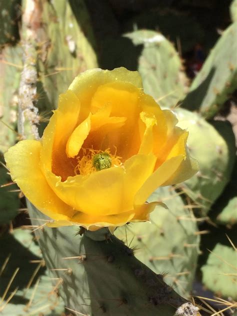 Cacti Flowers in Arizona