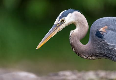 What do great blue herons eat? 8 amazing facts about these beautiful birds — APC Wildlife ...