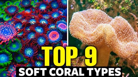 The 9 Best Soft Corals For Beginners 🐠 - YouTube