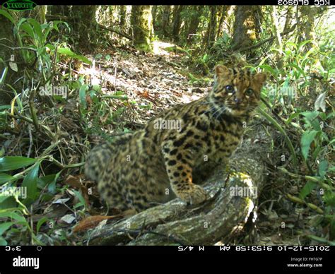 Marbled cat (pardofelis marmorata) hi-res stock photography and images - Alamy