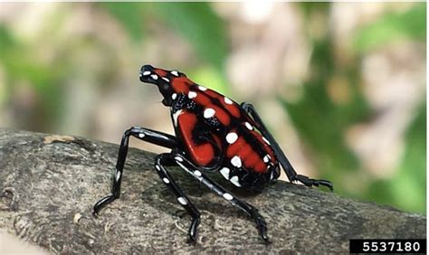 Spotted lanternfly - Jeanett Craddock