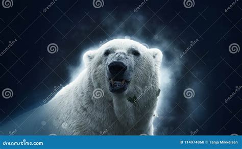 Polar bear stock photo. Image of dark, blue, portrait - 114974860