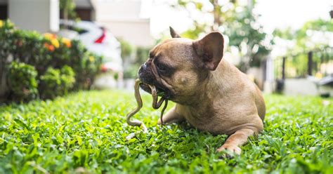 Snake Bite on Dog: Symptoms, Treatment and Prevention - Dr. Buzby's ...