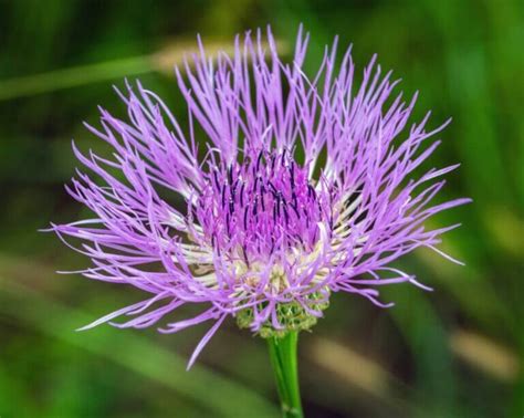 40 Native Texas Flowers and Wildflowers - Petal Republic