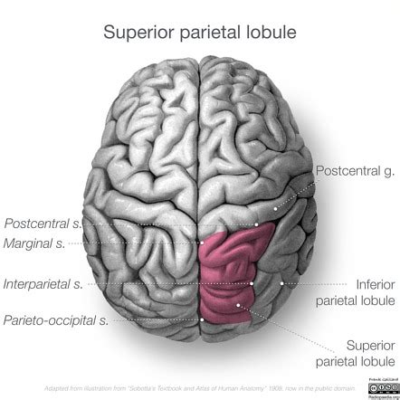 Superior parietal lobule | Radiology Reference Article | Radiopaedia.org