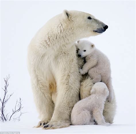 Adorable polar bears cubs clamber on mom in Canada | Daily Mail Online