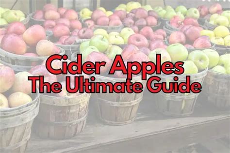 Best apples for Cider Brewing (How To Choose!) – ExpertBrewing.com