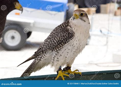 White falcon stock photo. Image of wing, feather, beak - 32175840