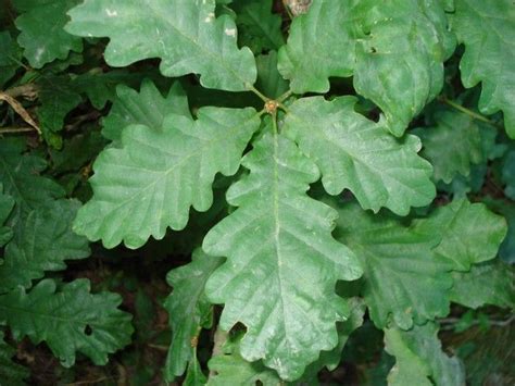 Propriétés cicatrisantes des feuilles de chêne - feuilles de chene