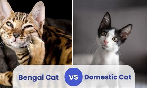 Bengal Cat vs Domestic Cat: What’s the Difference?