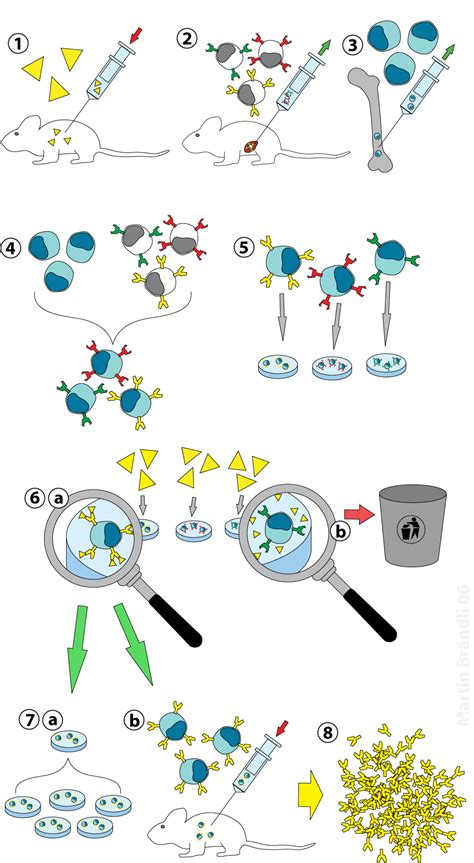 Monoclonal antibodies