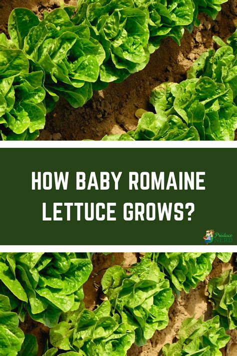 Baby Romaine Lettuce Harvesting & Packing - The Produce Nerd