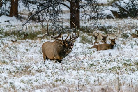 Colorado Elk Hunting: Tag Draws, Locations, and Tips, from a Local