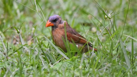 Female Northern Cardinal molting in northeast Florida [OC] : r/birding