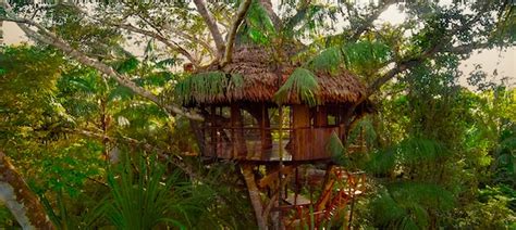 Stay in the Amazon jungle canopy at the unique Treehouse Lodge