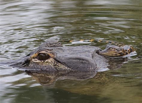 Baby alligator swimming in water at Fenney Nature Trail - Villages-News.com