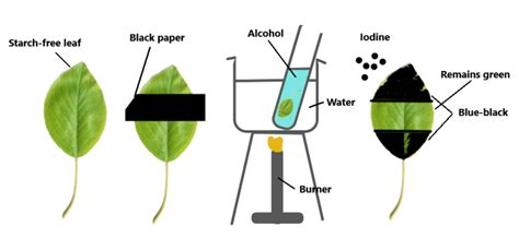 Plant Nutrition - IGCSE Biology Notes (2020)