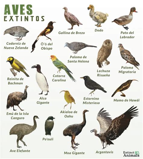 Aves Extintas Recientemente: Pérdida Y Conservación De Especies | Loros Y Guacamayos