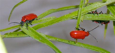 Red Lily Beetle Guide