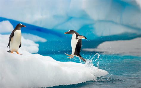 HD wallpaper: gentoo, Penguins | Wallpaper Flare