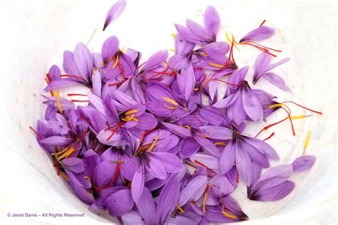 33-Crocus sativus-Saffron crocus-harvest-Krokos Kozani | Janet Davis ...