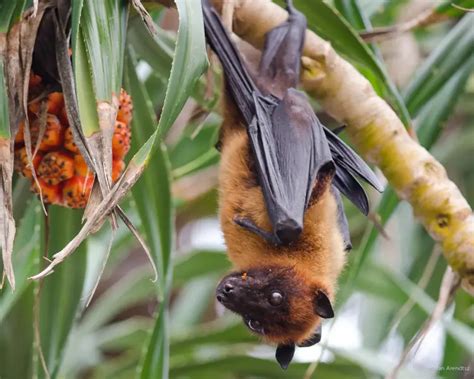 Indian Flying Fox | Mammals Wiki | Fandom