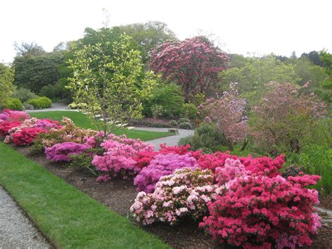 Azalea Border - Beautiful Landscaping Ideas